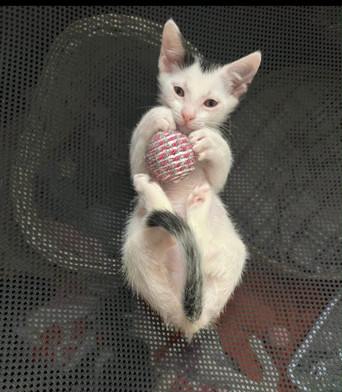 Zarpas y Colmillos, protectora, animales, adopción, perros, gatos, madrid, leganés, adopta
