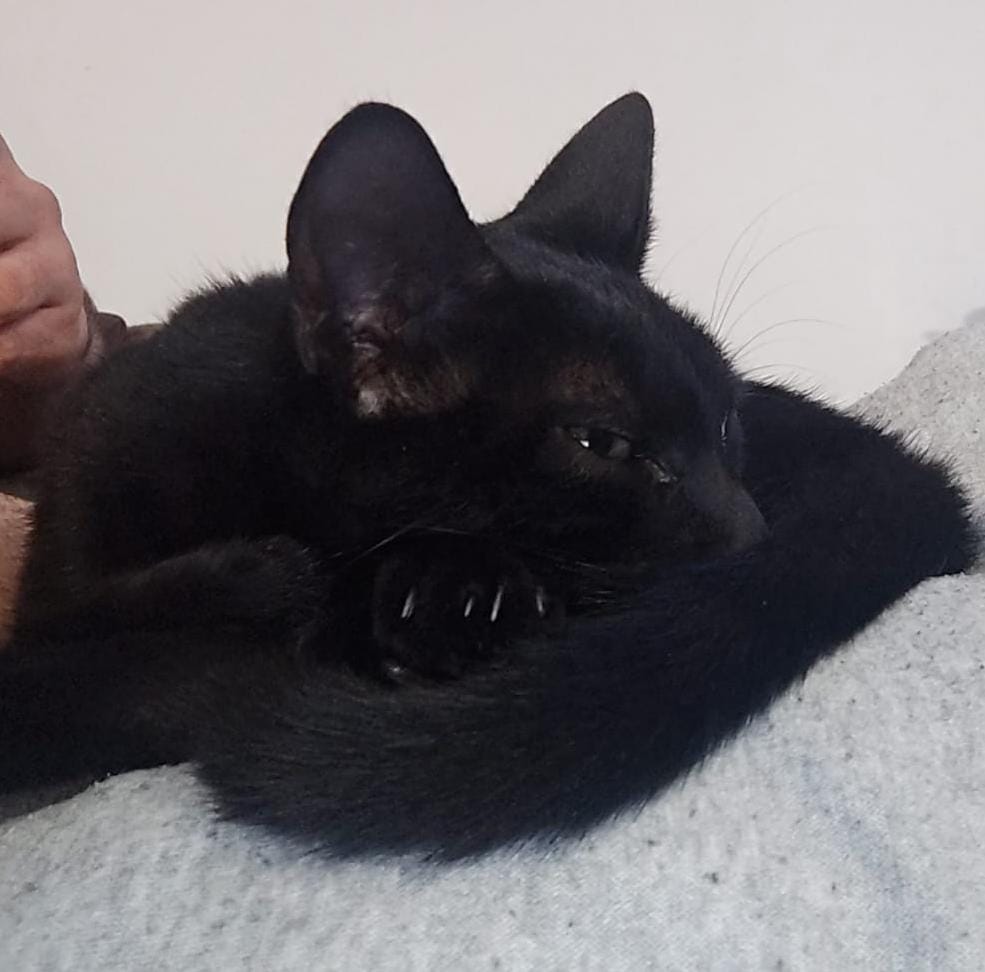 Zarpas y Colmillos, protectora, animales, adopción, perros, gatos, madrid, leganés, adopta