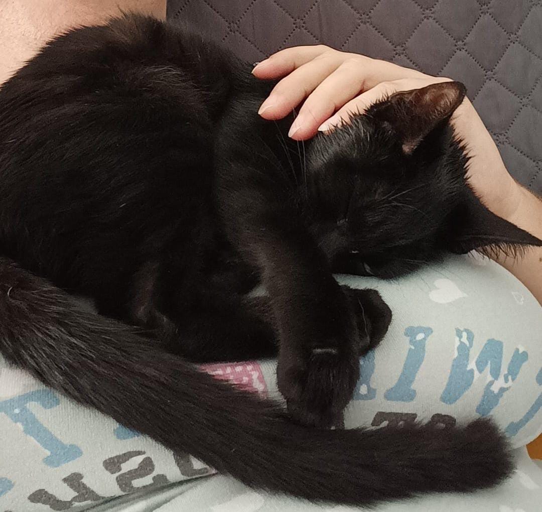 Zarpas y Colmillos, protectora, animales, adopción, perros, gatos, madrid, leganés, adopta