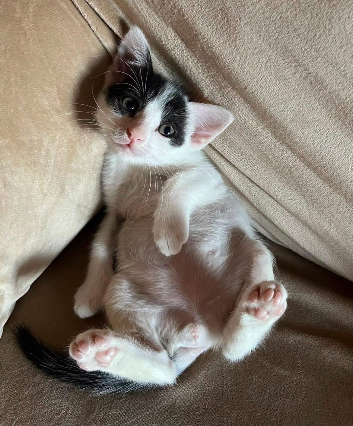 Zarpas y Colmillos, protectora, animales, adopción, perros, gatos, madrid, leganés, adopta