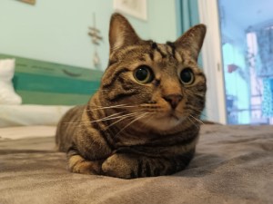 Zarpas y Colmillos, protectora, animales, adopción, perros, gatos, madrid, leganés, adopta