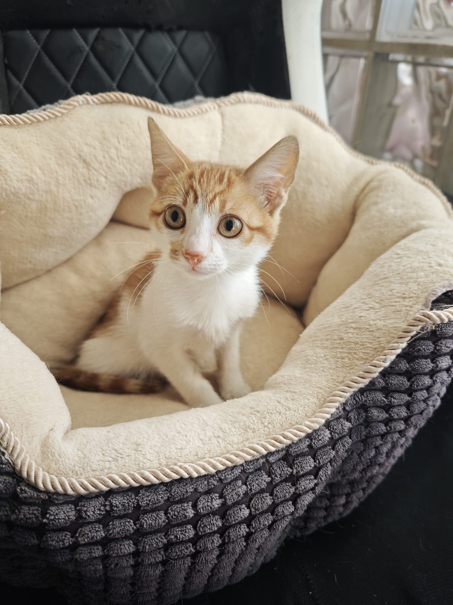 Zarpas y Colmillos, protectora, animales, adopción, perros, gatos, madrid, leganés, adopta