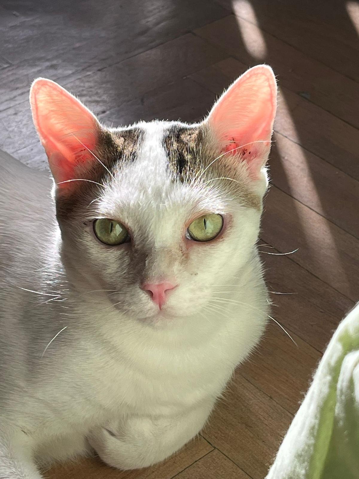 Zarpas y Colmillos, protectora, animales, adopción, perros, gatos, madrid, leganés, adopta