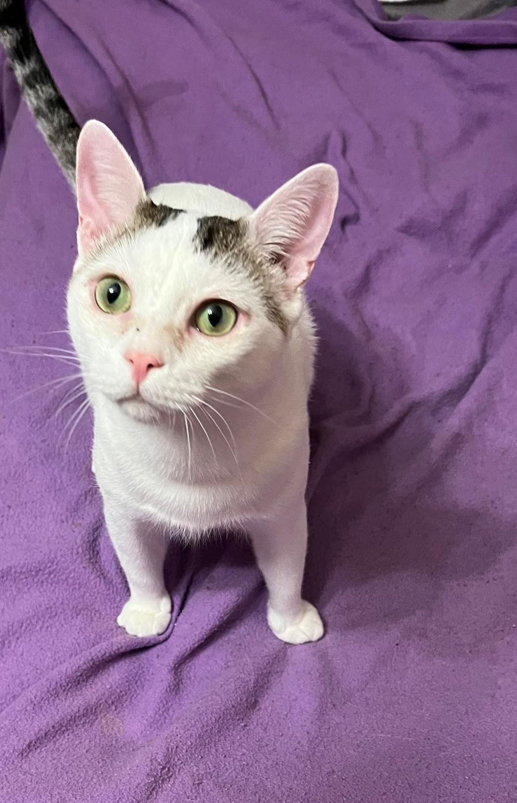 Zarpas y Colmillos, protectora, animales, adopción, perros, gatos, madrid, leganés, adopta