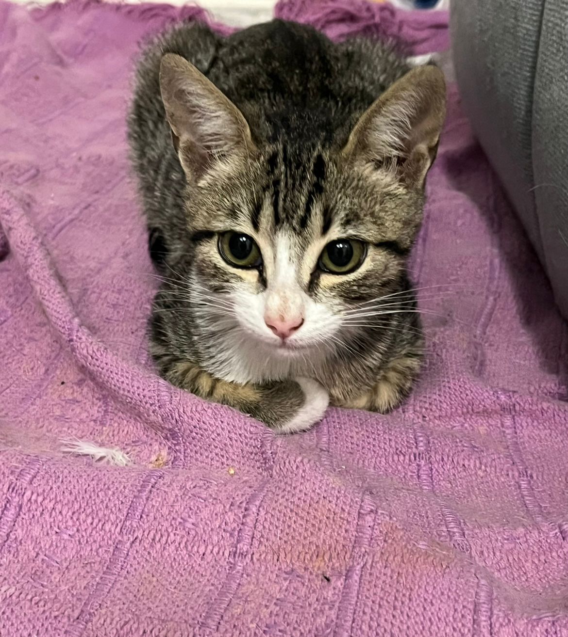 Zarpas y Colmillos, protectora, animales, adopción, perros, gatos, madrid, leganés, adopta