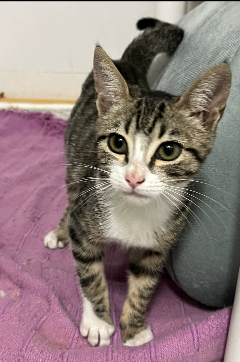 Zarpas y Colmillos, protectora, animales, adopción, perros, gatos, madrid, leganés, adopta