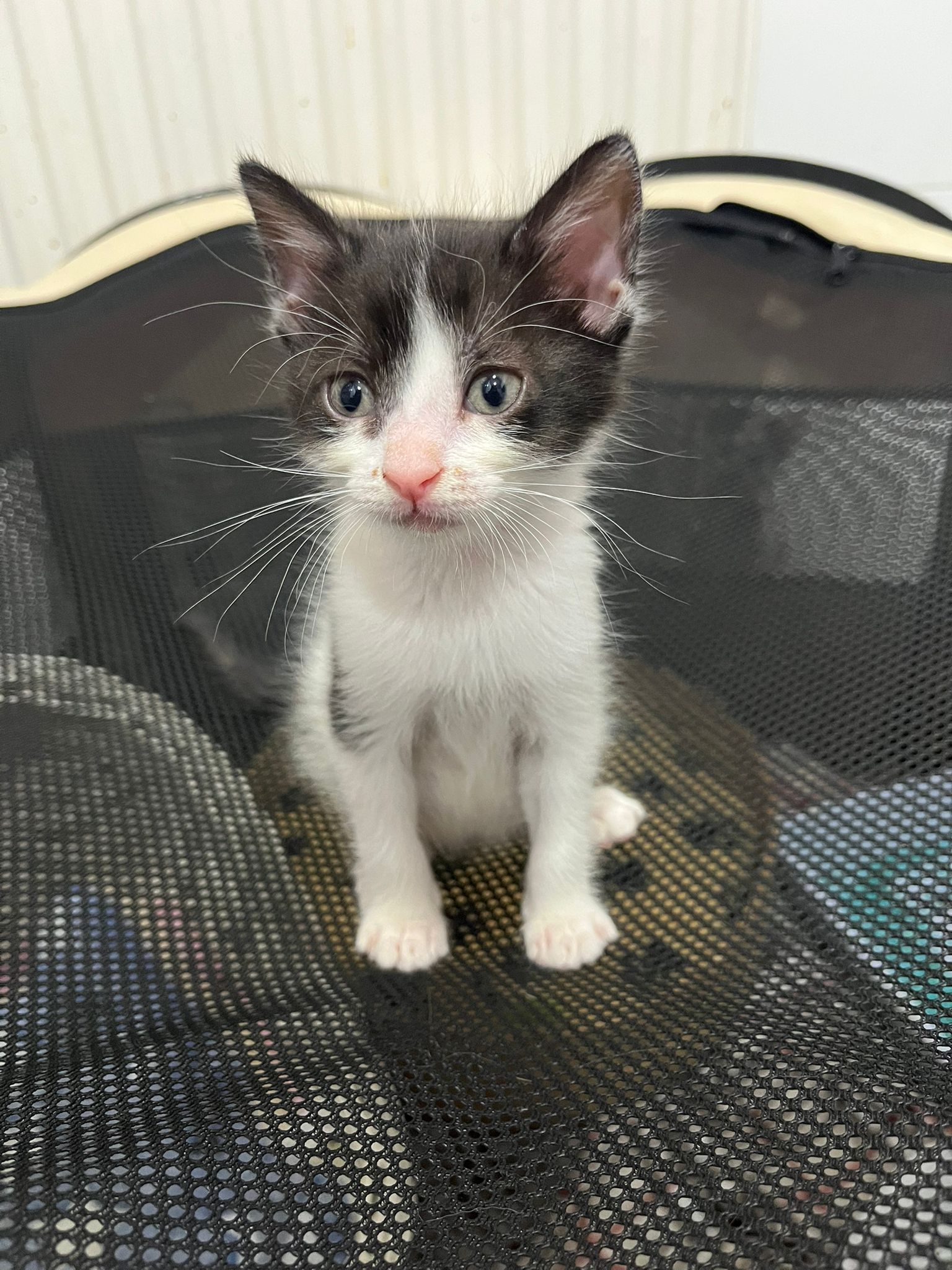Zarpas y Colmillos, protectora, animales, adopción, perros, gatos, madrid, leganés, adopta