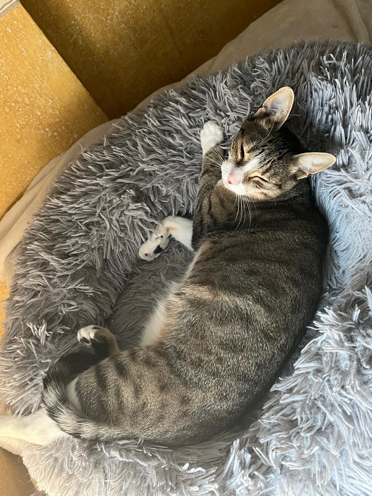 Zarpas y Colmillos, protectora, animales, adopción, perros, gatos, madrid, leganés, adopta