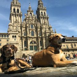 Alojamientos para perros en el camino de Santiago: Ponferrada-Santiago
