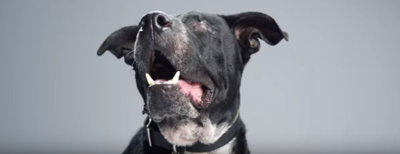 The Underdogs: campaña para impulsar la adopción de perros «diferentes»