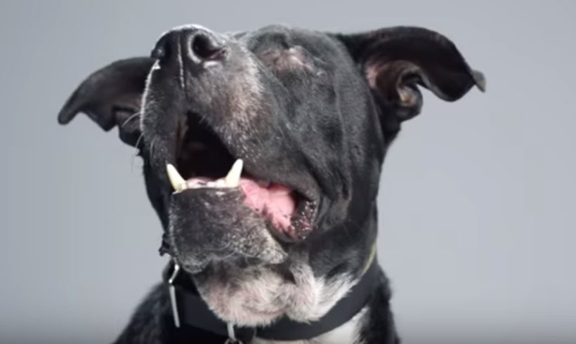 The Underdogs: campaña para impulsar la adopción de perros «diferentes»