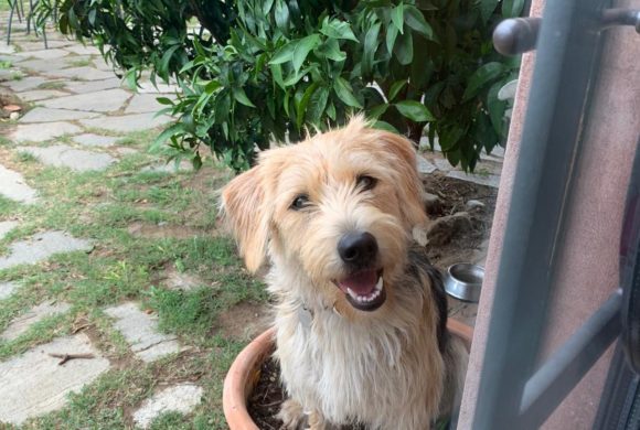 La emotiva reacción de una perra de Zarpas tras meses sin ver a su dueña