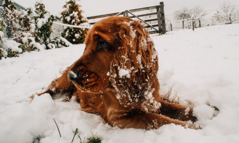 Consejos para disfrutar con tu perro en la nieve