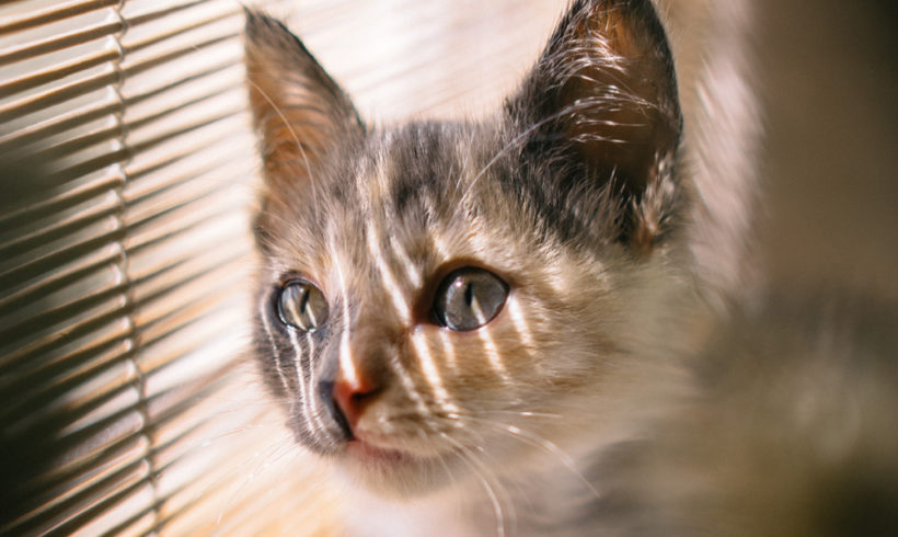 Gatos y confinamiento: ellos también lo sufren