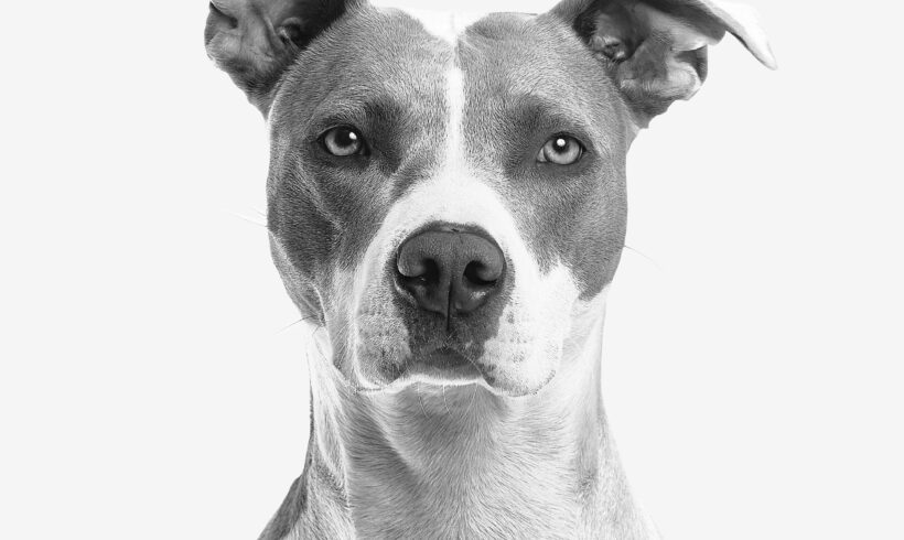 Otitis canina – Causas, síntomas y tratamiento