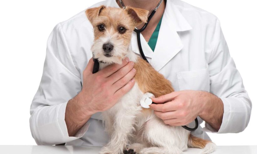 ¿Qué gastos veterinarios conlleva tener una mascota?