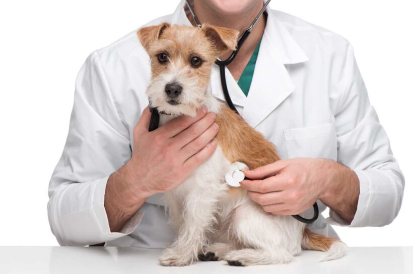 ¿Qué gastos veterinarios conlleva tener una mascota?