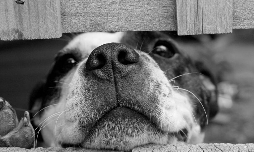 Miasis canina – Síntomas y tratamiento