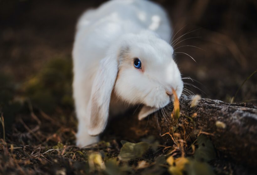 Mixomatosis en conejos – Síntomas y prevención