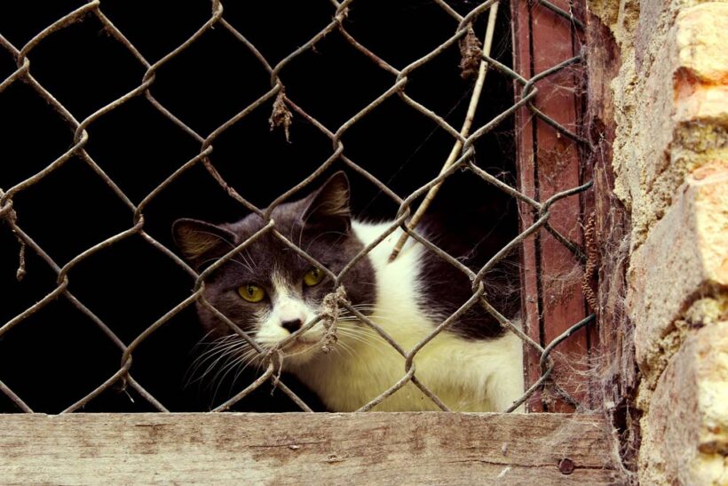 Los peligros REALES de no tener un hogar protegido para gatos