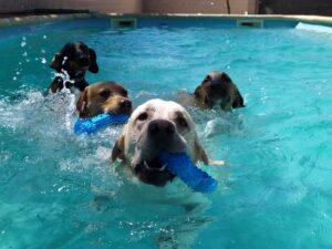 Perros y piscinas. Consejos y recomendaciones