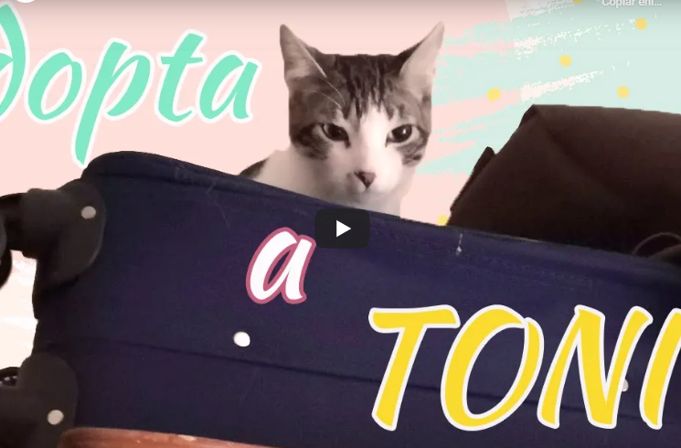 Aquí Tonic, un jovenzuelo gato en adopción al que no te resistirás