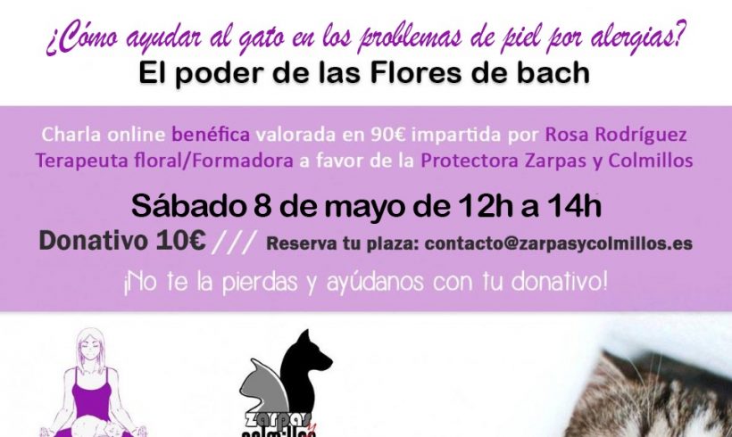 Charla online solidaria de flores de bach : ¿cómo ayudar al gato en los problemas de piel?
