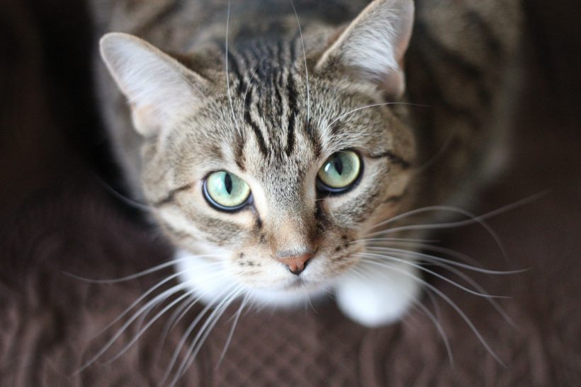 Alegre llave inglesa Escribe un reporte Enfermedades comunes en gatos - Zarpas y Colmillos