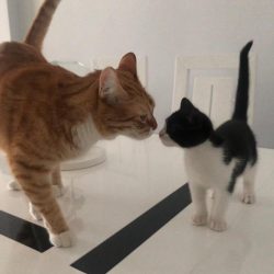 ¿Cómo presentar un gatito a otro gato adulto?