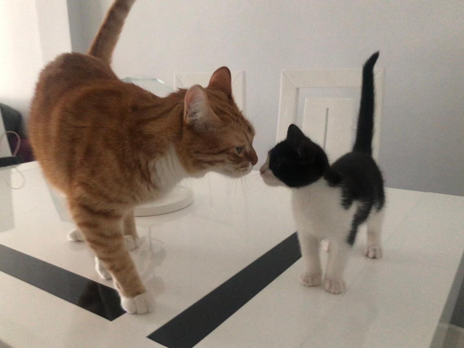 Cómo presentar un gatito a otro gato - Zarpas y Colmillos