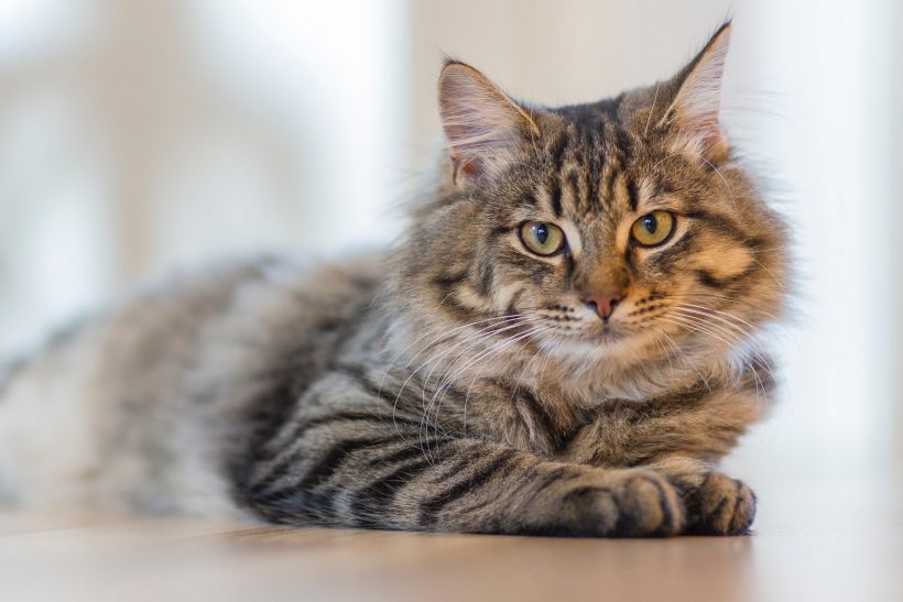 Diarrea en gatos – Causas y tratamiento