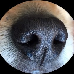 Ejercicios de olfato, una terapia para tu perro
