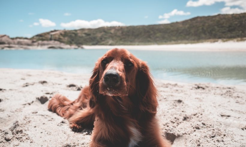 Playas para ir con tu perro este verano. Parte I