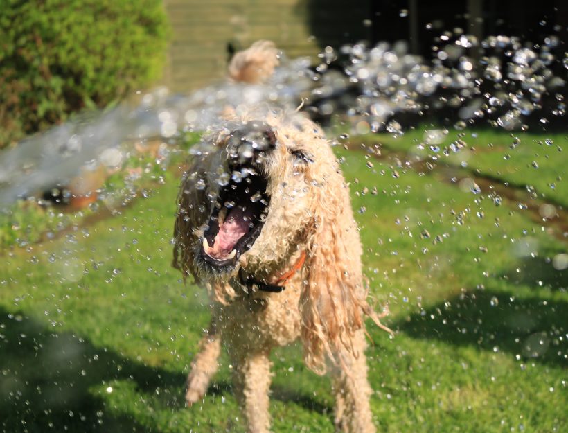 10 consejos para proteger del calor a tu mascota