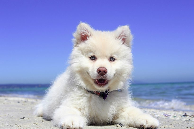 Playas para ir con tu perro este verano. Parte III