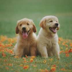 Tos de las perreras – Qué es y cómo prevenirla