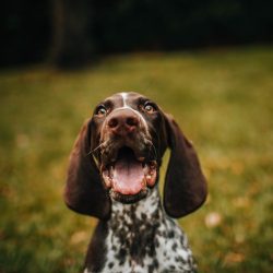 Rabia canina – Causas, fases y síntomas