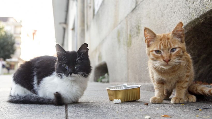 Todo lo que tienes que saber sobre las colonias de gatos en España