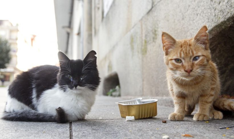 Todo lo que tienes que saber sobre las colonias de gatos en España