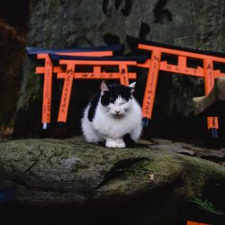 Las leyendas de los gatos en Japón