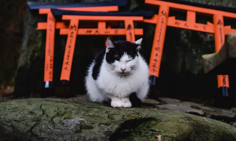 Las leyendas de los gatos en Japón