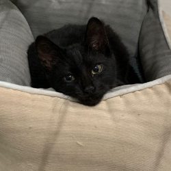 Ryuk, un gato tímido y mimoso en adopción