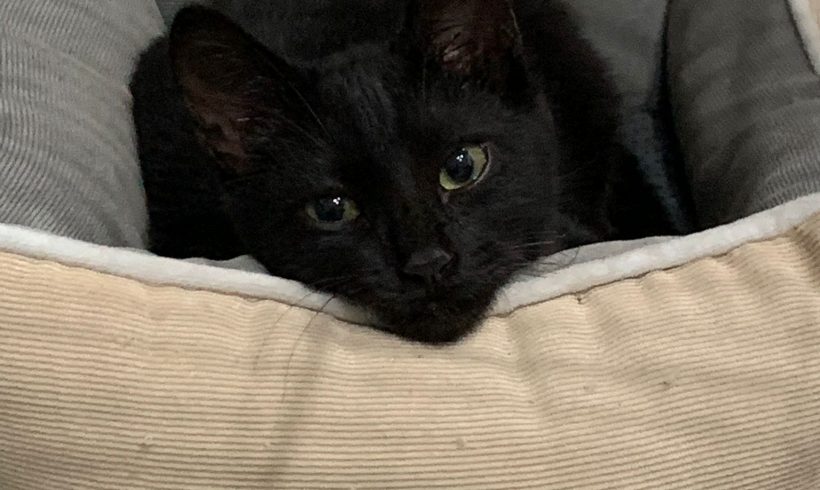 Ryuk, un gato tímido y mimoso en adopción
