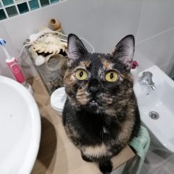 Sirocco, una gatita muy divertida en adopción