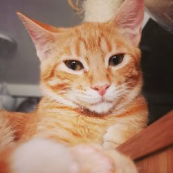 Machu, un gato muy sociable en adopción