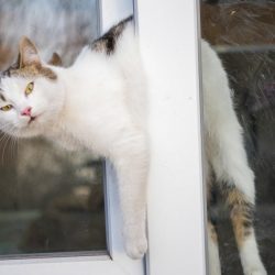 Ventanas oscilobatientes: un peligro para nuestros gatos