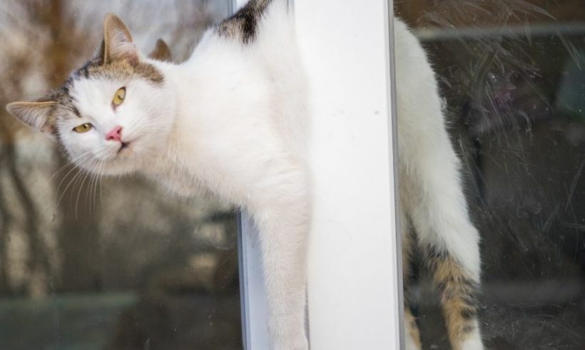 Ventanas oscilobatientes: un peligro para nuestros gatos