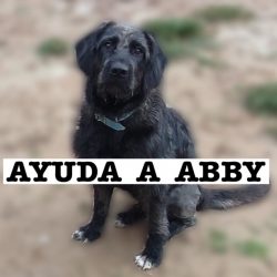 Abby necesita tu ayuda