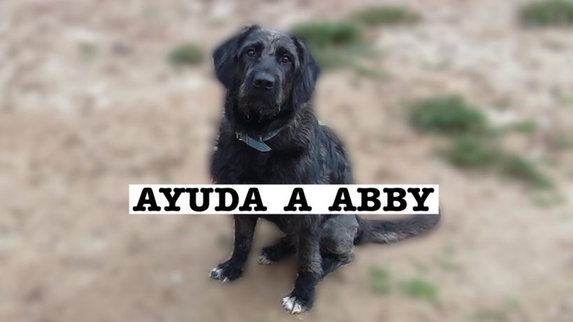 Abby necesita tu ayuda