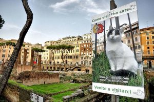 Cartel que señala el santuario de gatos en Roma